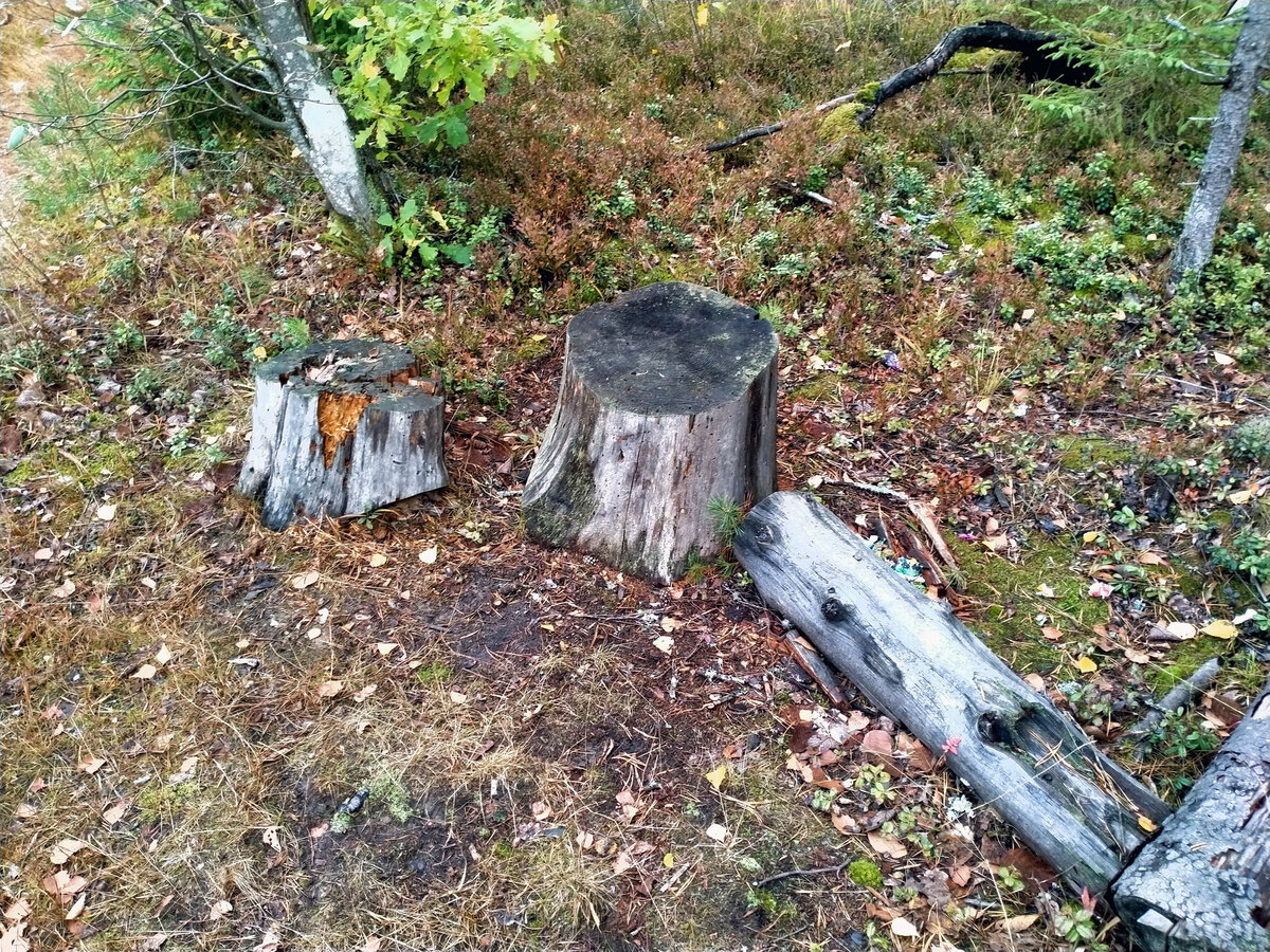 Тот самый пень