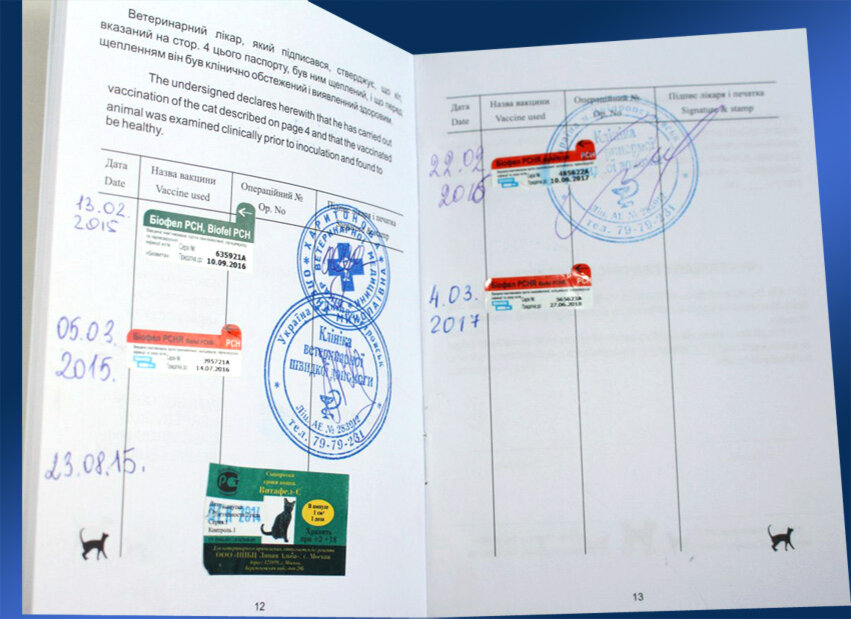 Ветпаспорт международного образца для кошек