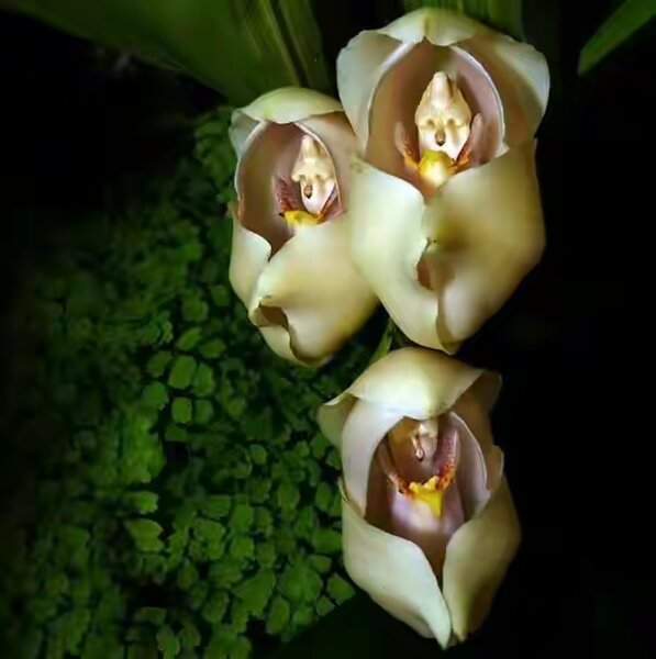 20 de plante cu aspect ciudat care există în natură