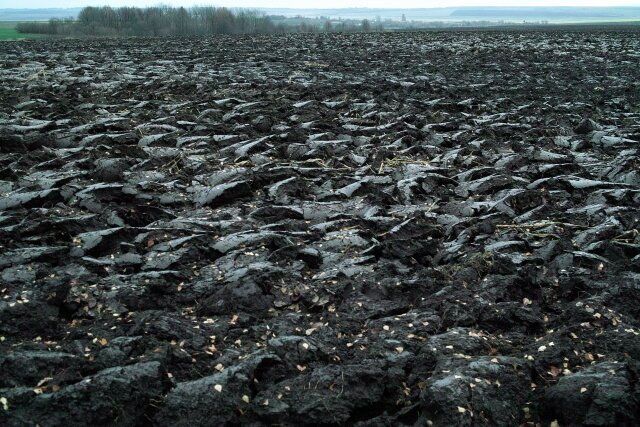    Чернозем (cc) carlfbagge