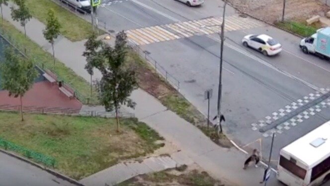     13-летнюю девочку в поселке Дрожжино под Москвой прямо на улице покусала овчарка. Пес вырвался из рук хозяина и искусал девочку, из-за чего ее пришлось оперировать.