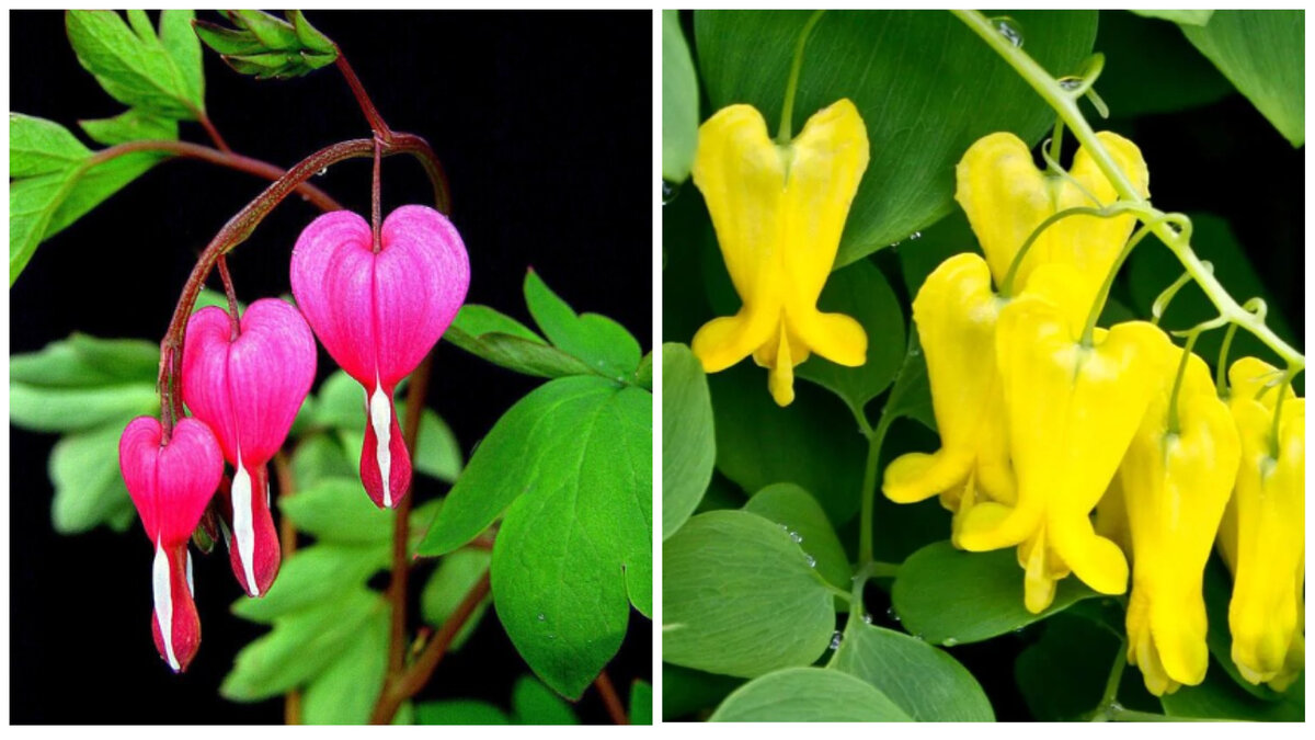 Цветок "Разбитое сердце" - Дицентра великолепная.