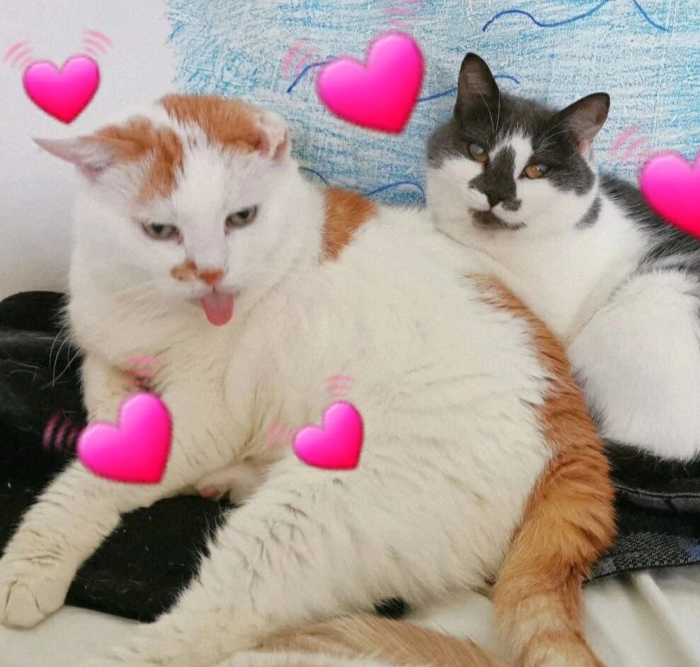 © ВСЕ ОТТЕНКИ КОШАЧЬЕГО. На фото: Миир и Ося 😻