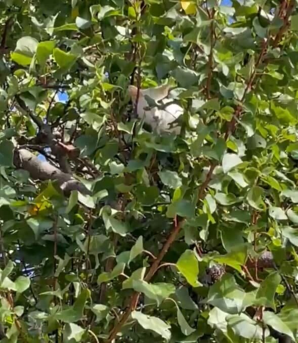 Тот самый кот в кроне