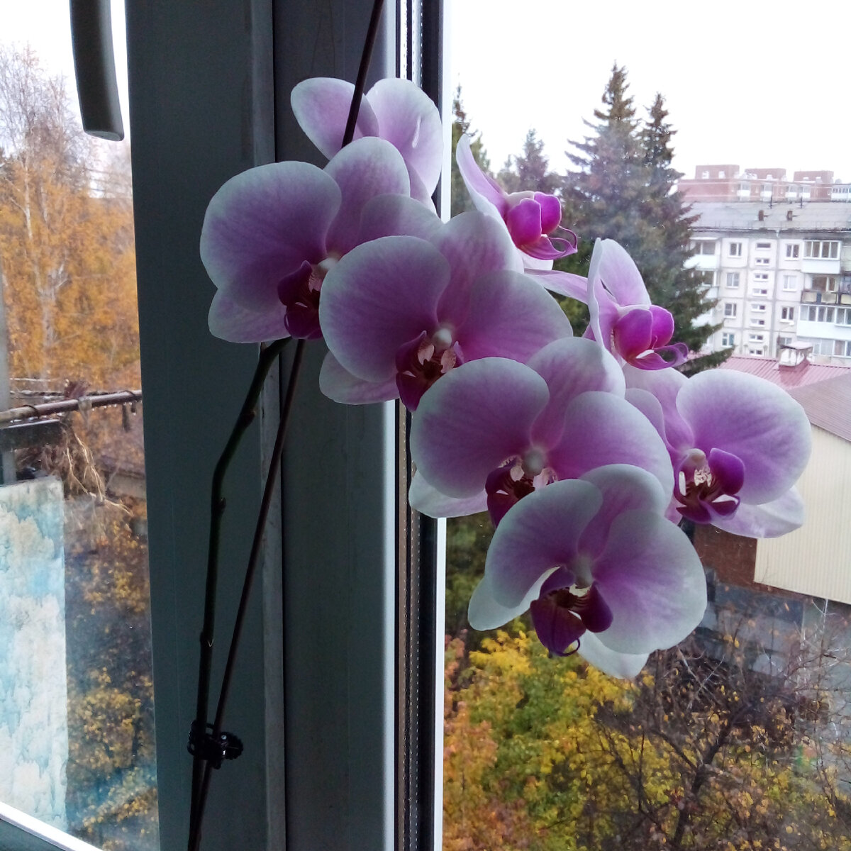 Личное фото