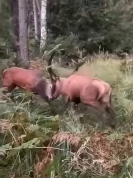     Фото: скрин видео телеграм-канал «Горная Закамна».