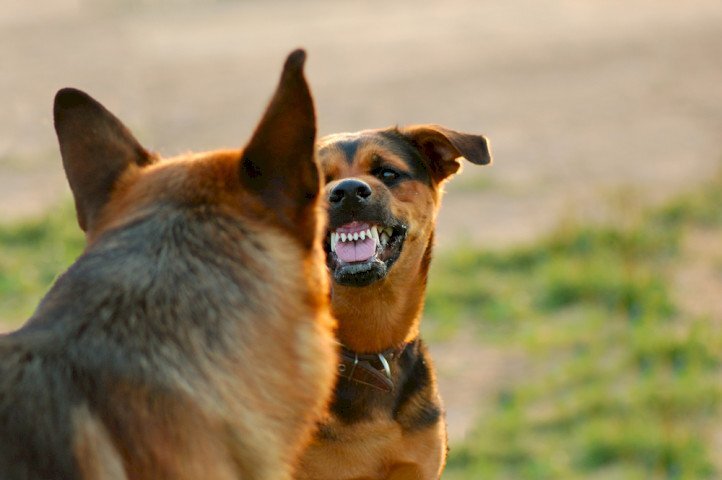 Собаки на фото знакомы друг с другом и находятся в игре.-2