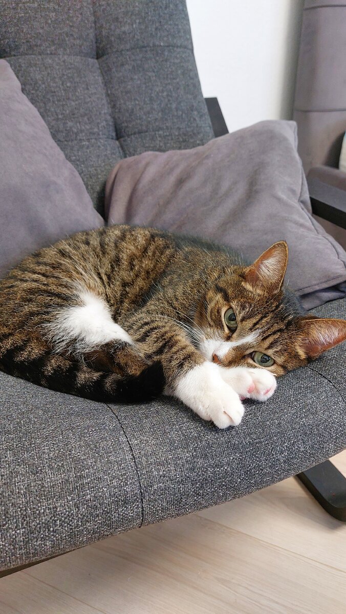 Кресло похоже мы купили для кота