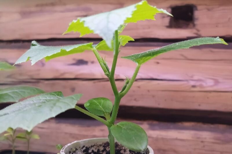 Завязи у огурцов.