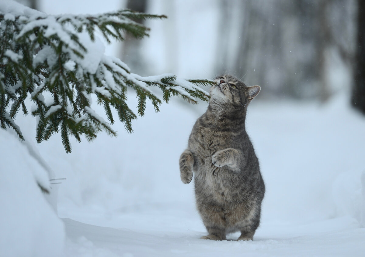 Кот Аполлон "Станция Мир" 