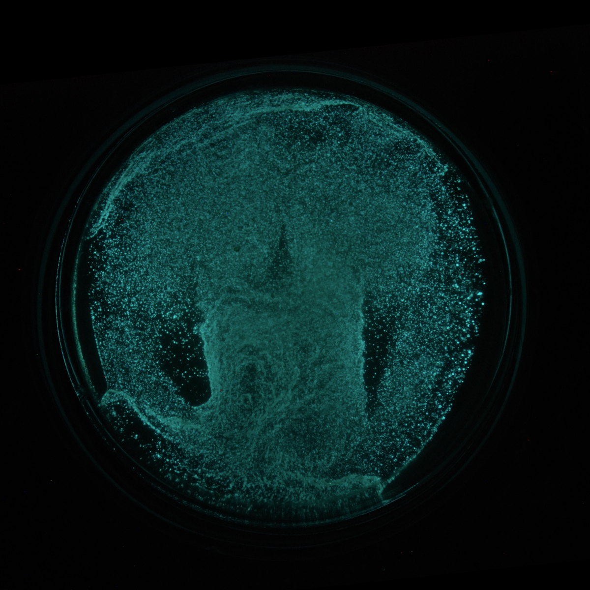 Гриб, который умеет решать головоломки Microscopic photography, Slime mould, Pet