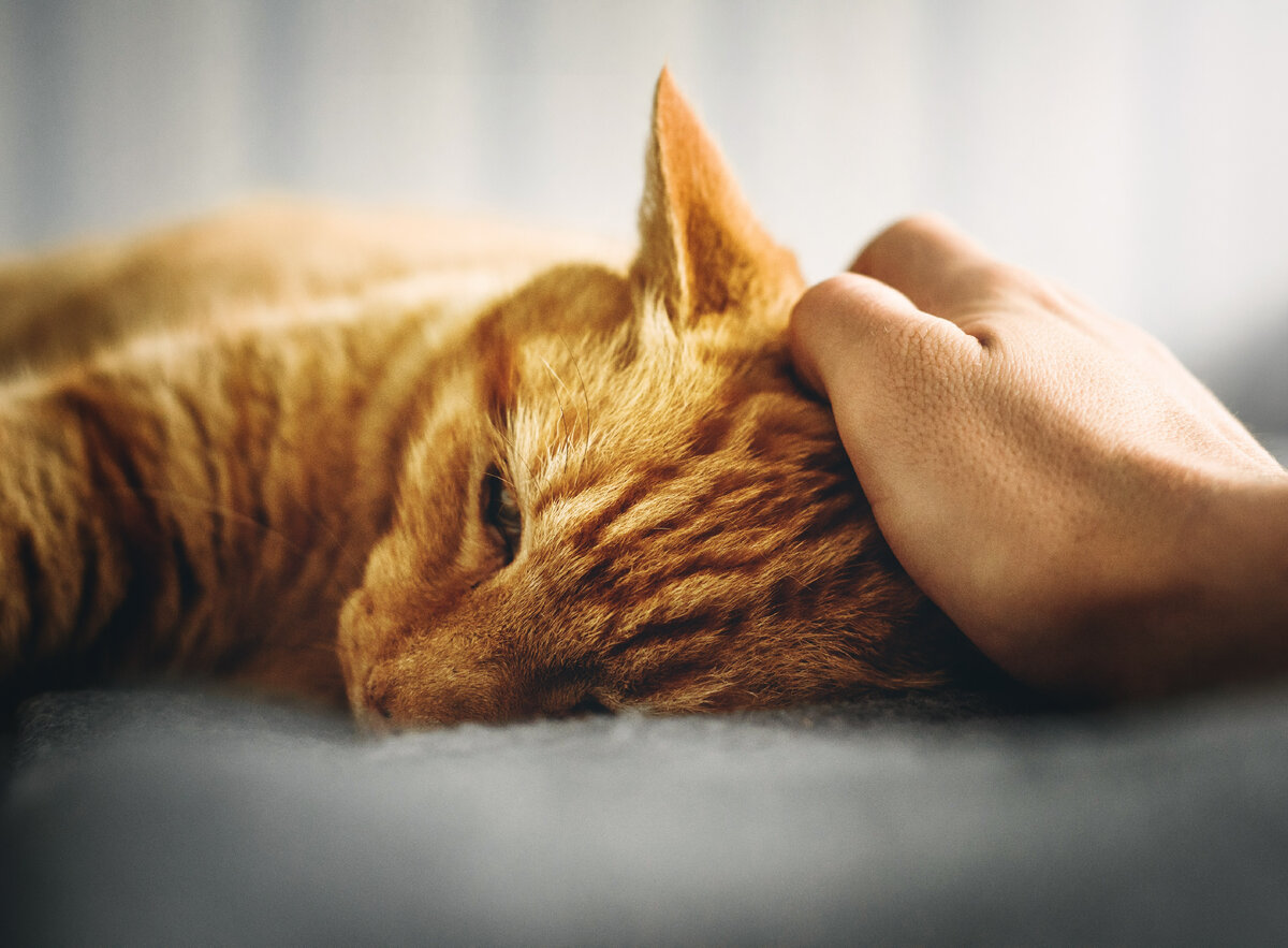 Температура тела у кошек: какая считается нормальной и почему может быть  повышенной или пониженной | Probalance корм | Дзен