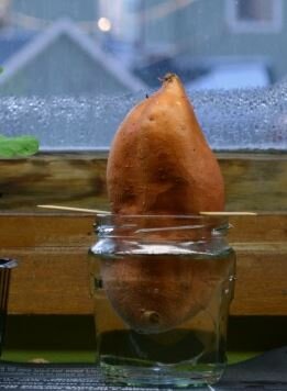    Как выращивать батат на огороде – советы для желающих поэкспериментировать со сладким картофелем