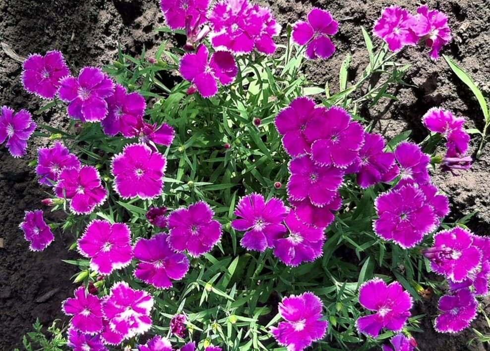 Гвоздика травянка