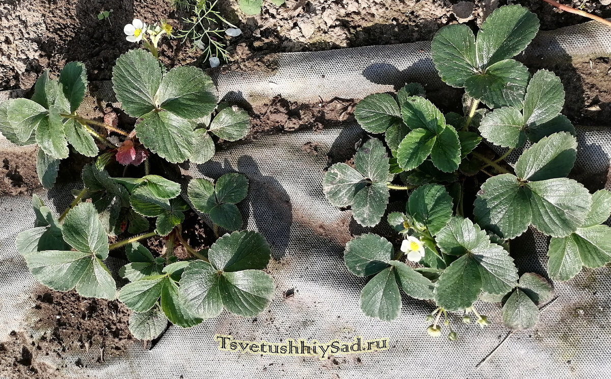 Клубника, сорт Framberry после обильного полива, фото 27 сентября.