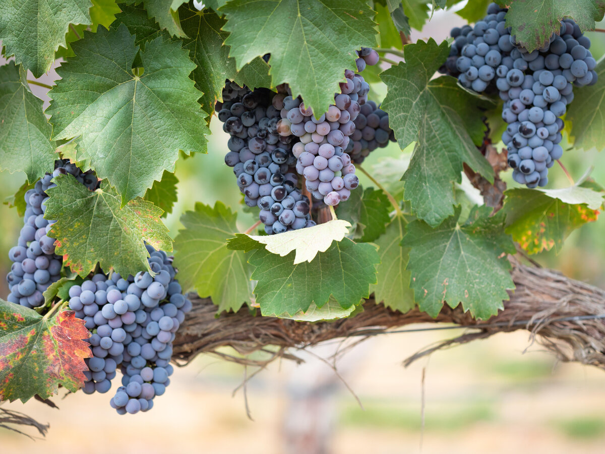 Фото: globallookpress.com