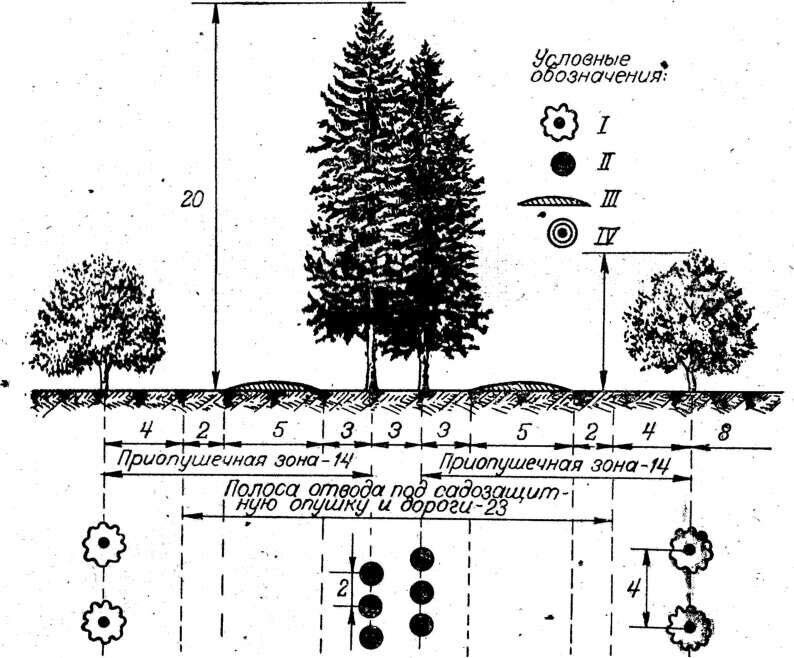 Какое расстояние деревьев от дороги. Схема посадки садозащитных насаждений. Схема посадки защитных полос. Схема посадки плодовых деревьев. Схема посадки деревьев и кустарников.