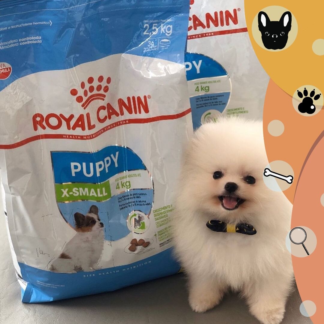 шпиц и корм для щенков маленьких пород