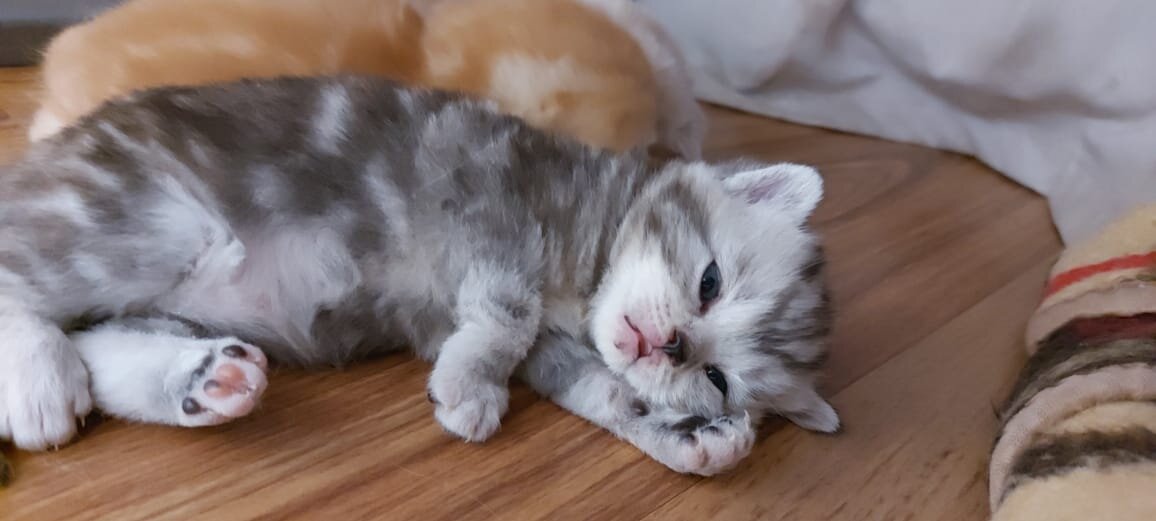 Этому котенку меньше месяца