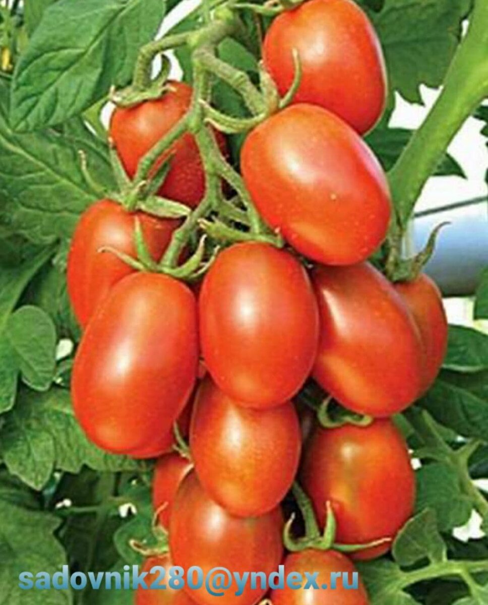 Фото-коллаж автора Алесад