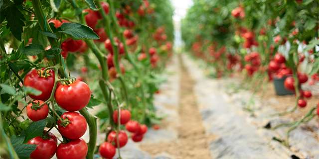 Выращивание томатов на гидропонике: основные преимущества и советы для начинающих