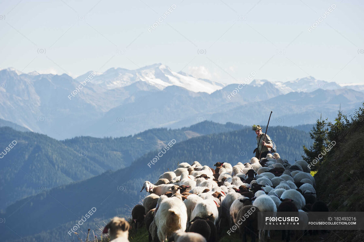 https://focusedcollection.com/ru/182493216/stock-photo-shepherd-herding-sheep-in-mountains.html