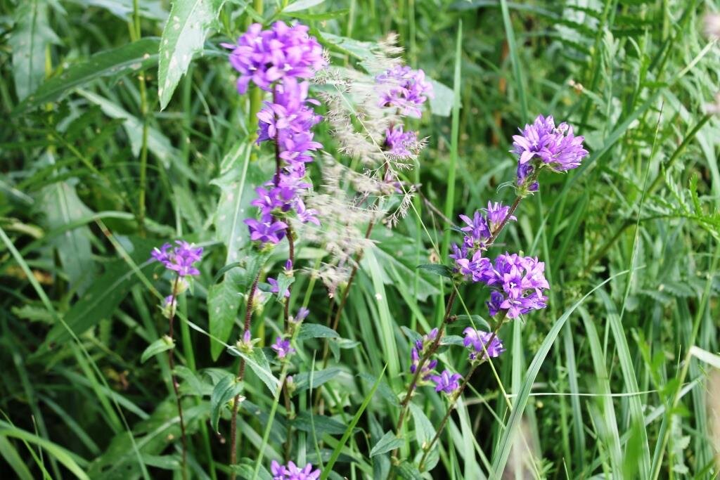 Колокольчик скученный в поле