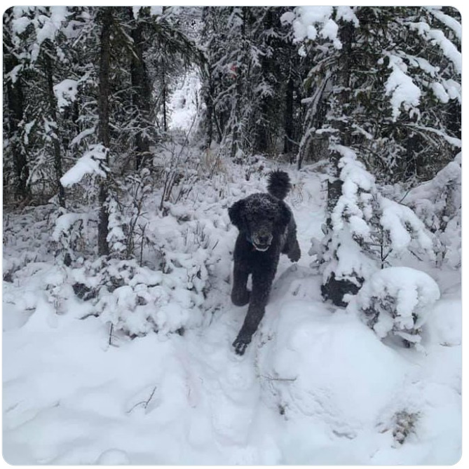 Недавняя фотография, попавшая в интернет! А кого вы увидели сперва? Человека или Собаку? Источник: www.boredpanda.com