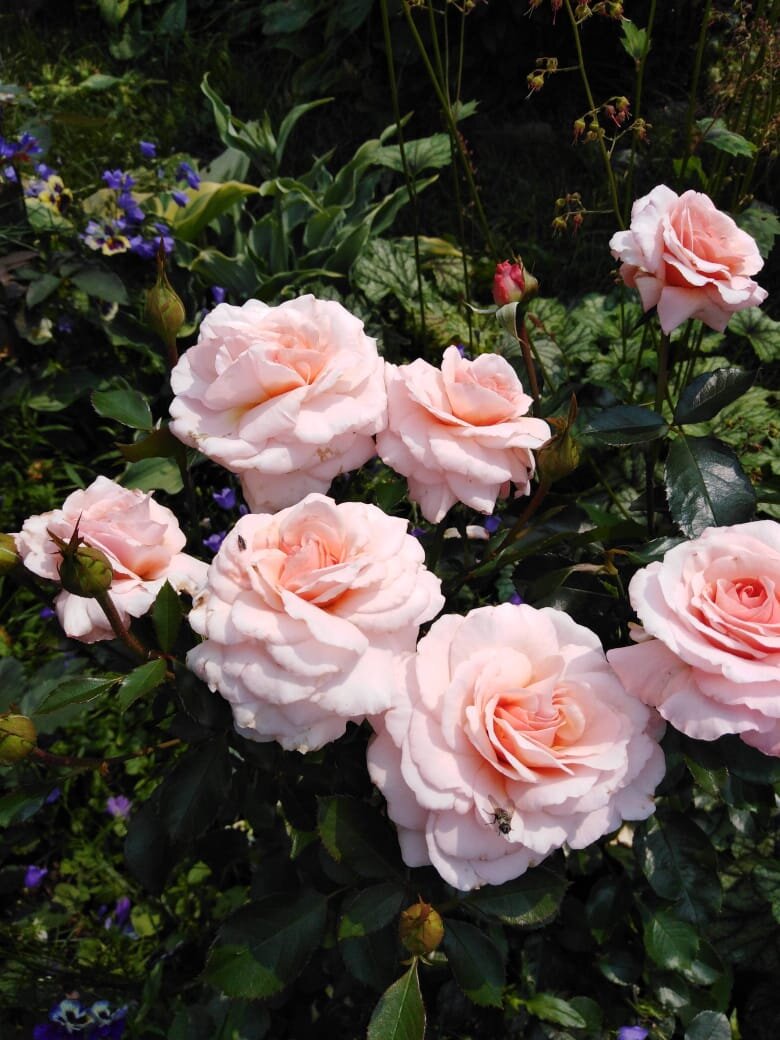 Фото из сада Елены Костиной, г. Прокопьевск