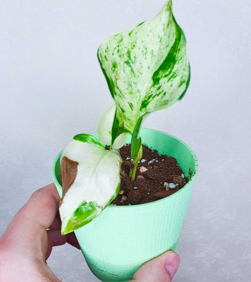 А это пересаженный эпипремнум