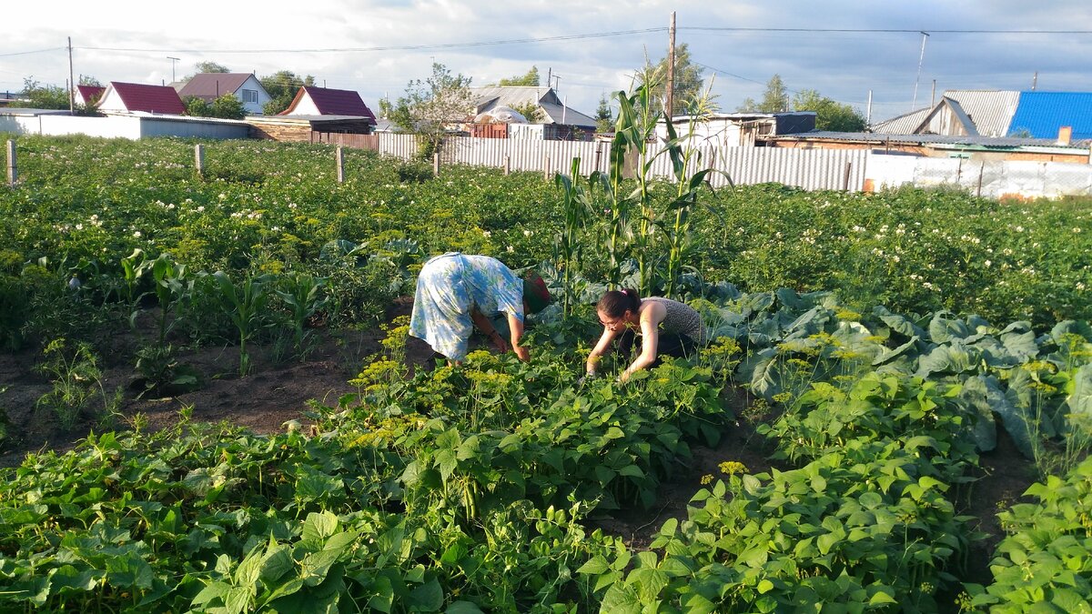 Супруга с бабушкой в огороде. Красота!