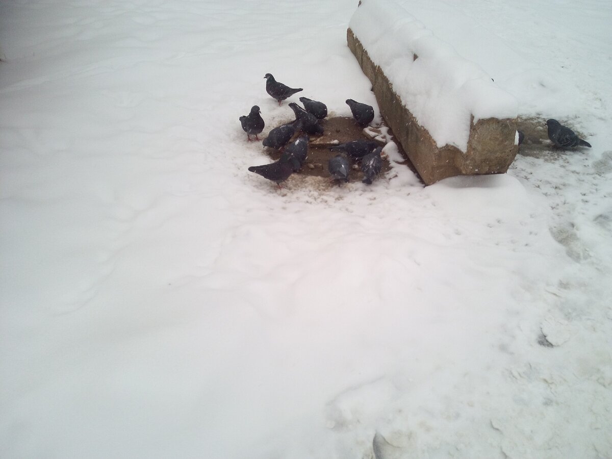 Голуби любой крохе рады