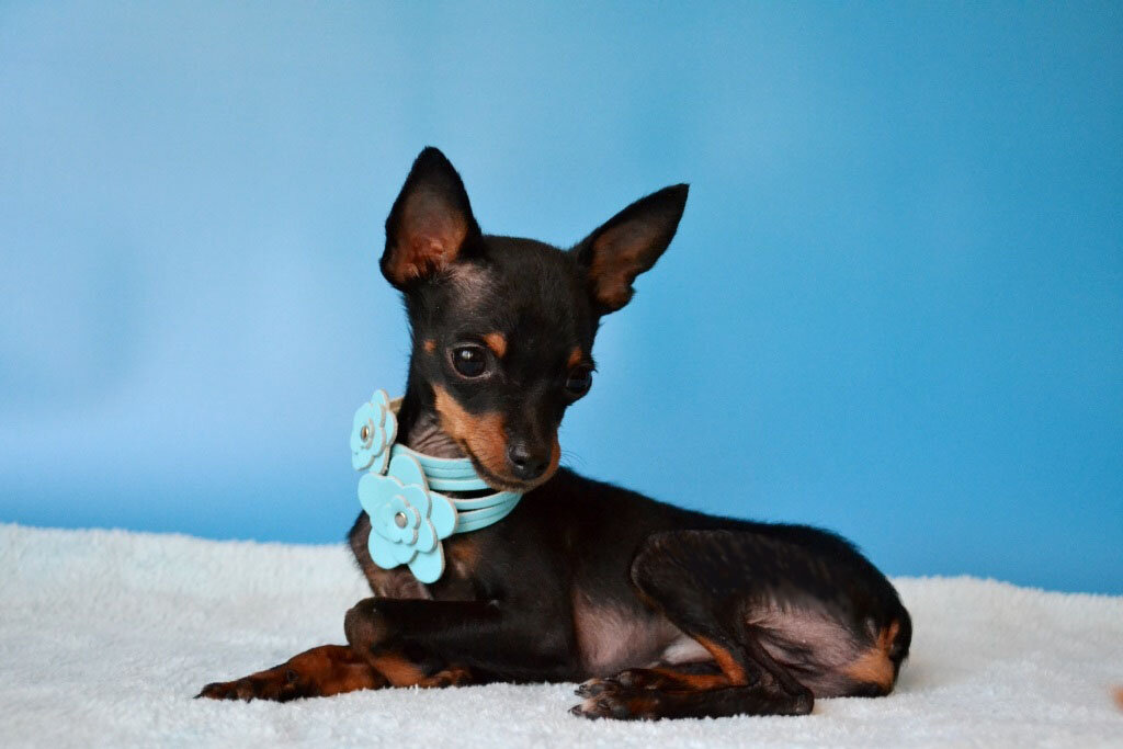 Той терьер побольше. Русский той терьер длинношерстный. Той терьер. Той терьер побольше. Русский терьер мини.