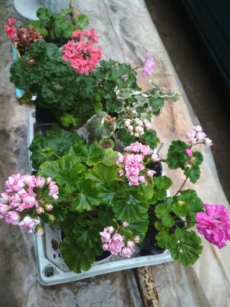 На подносе Anita, карликовый Bold Pixie, Brocade Fire, Oliver Welfare, Denise, Fisher, карликовый Annsbrook Peaches (у него на фото цвет не получился). Мои сорта, из них осталась только Anita.