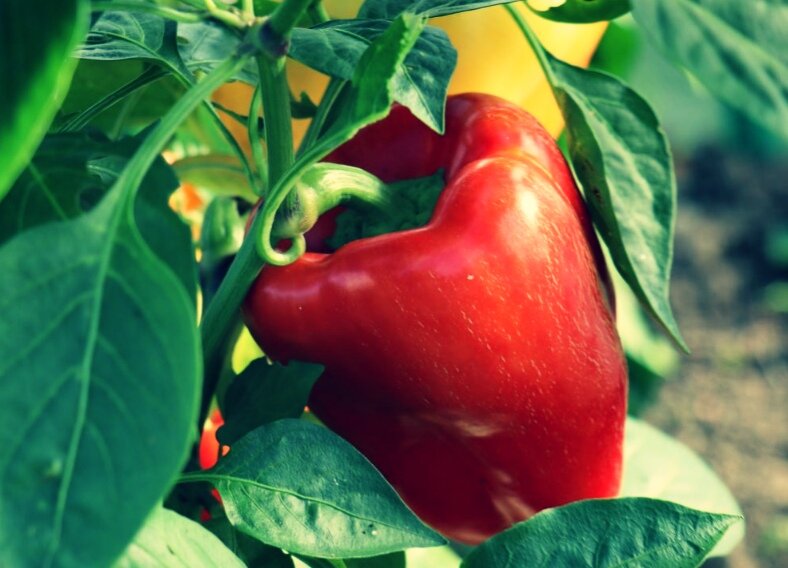Красивый и здоровый перец.