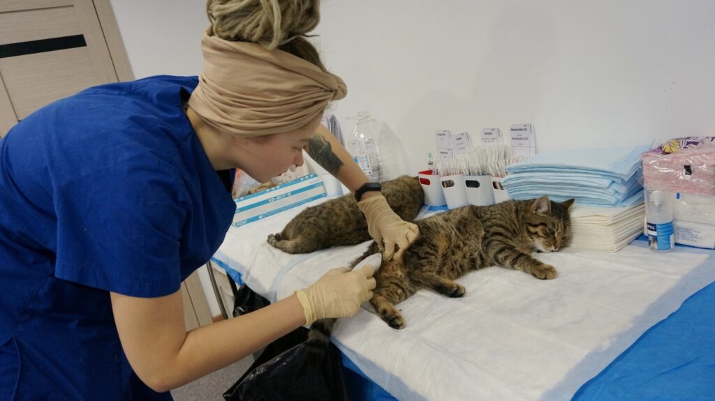 С начала 2013 года реабилитировано несколько тысяч животных