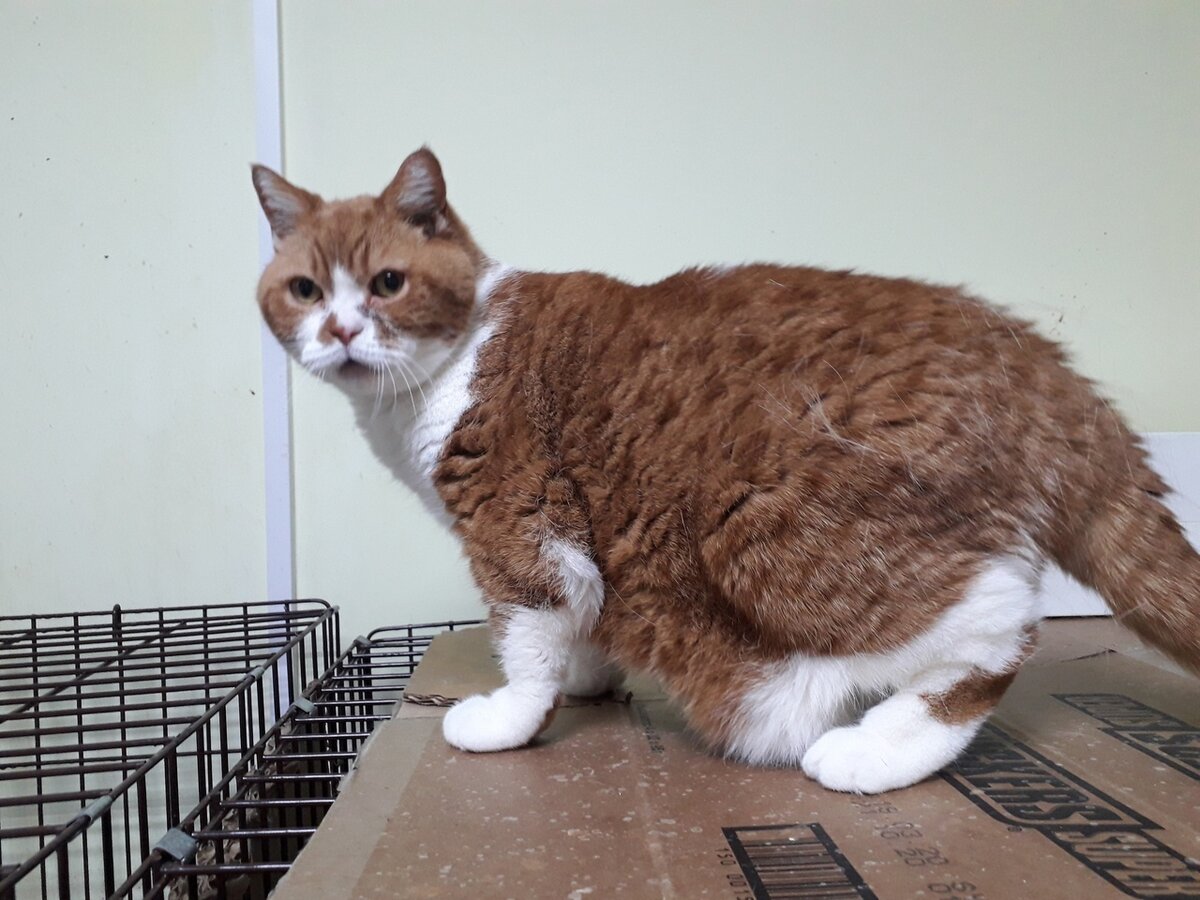 А это Брюс. Он верит в своё светлое будущее, хотя от него отказались хозяева на старости лет. 