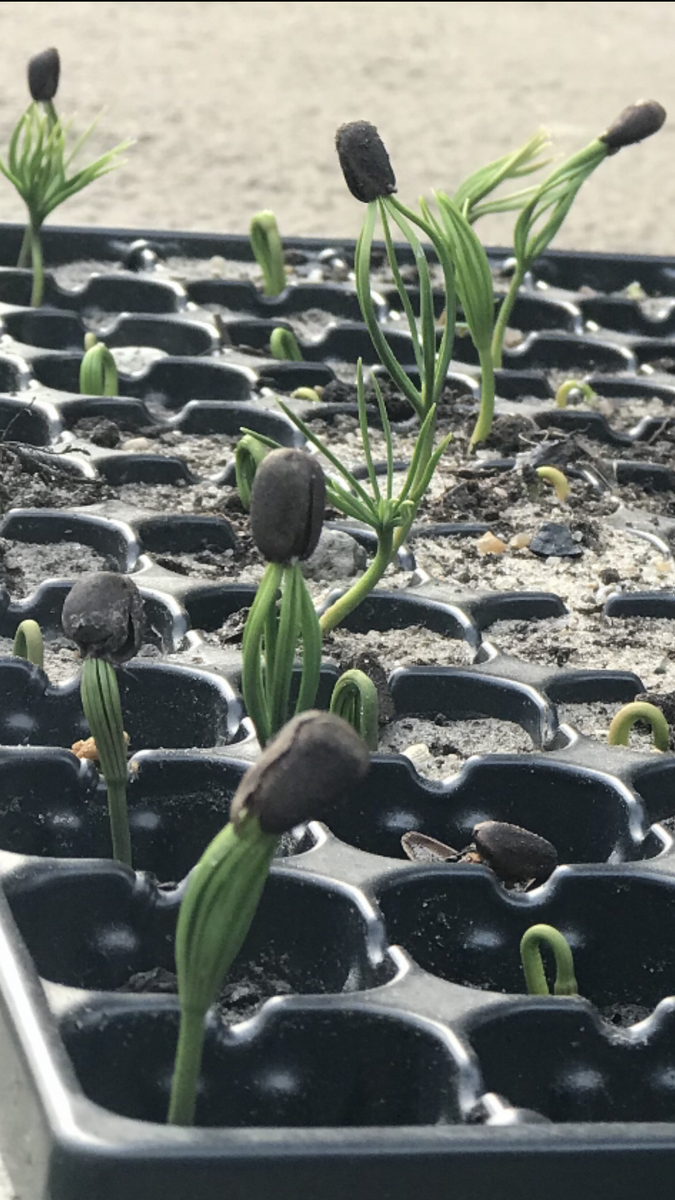 Вторая неделя жизни 🌱