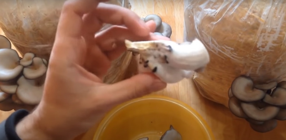 Грибные мицелии