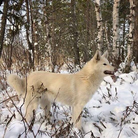  ВОЛКОСОБ АЛИТА. ФОТО: ТЕЛЕГРАМ-КАНАЛ «WOLANDS AND WOLF»