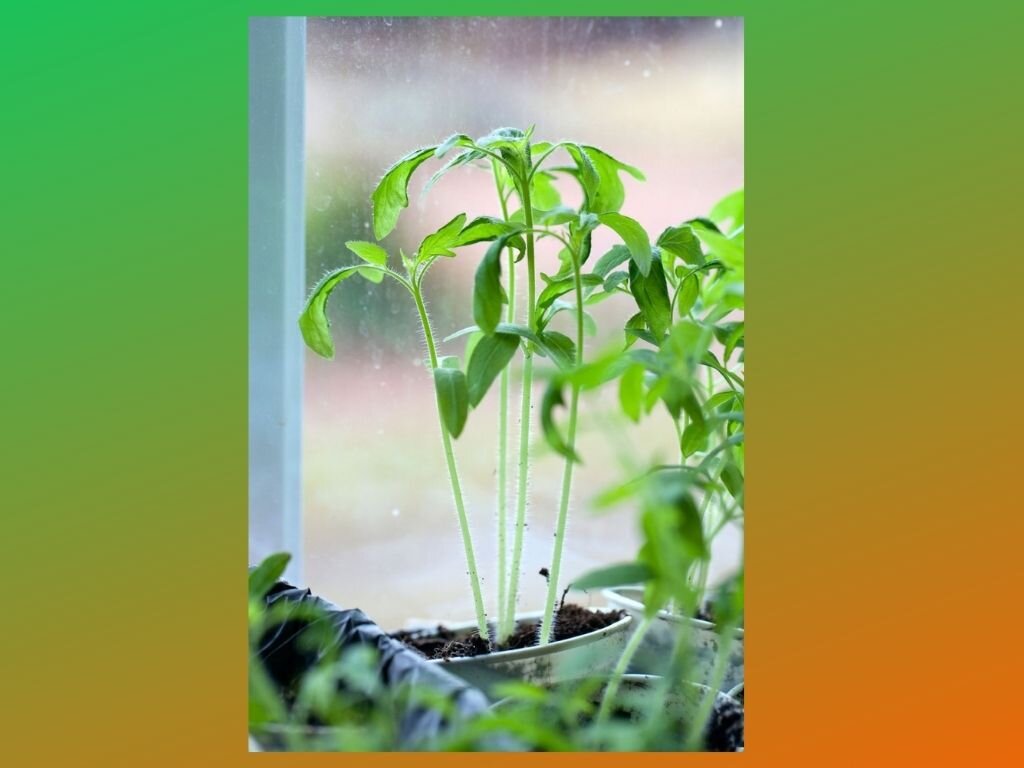 6 неочевидных ошибок при выращивании рассады томатов.