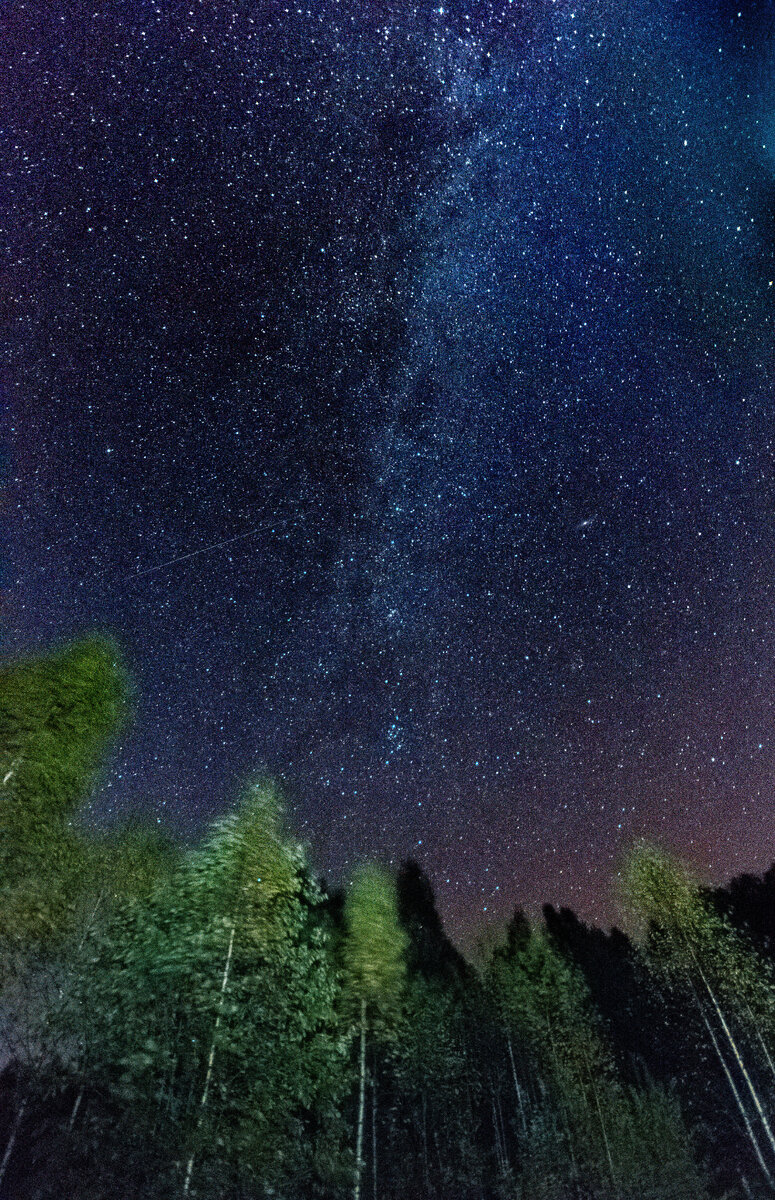 Лес, ещё зелёный, мрачно шевелится под порывами ветерка