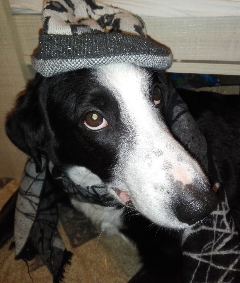 Зитта любит спать под кроватью.