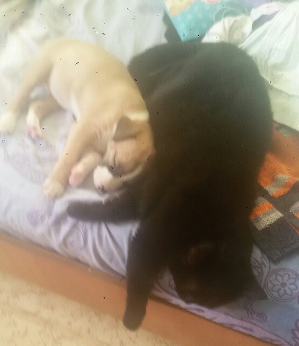 Для меня было приятно и удивильно,что эти двое сразу подружились