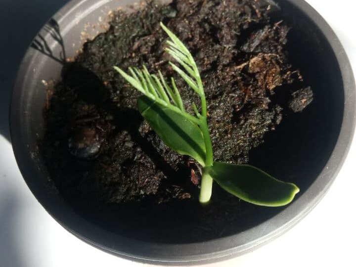 Выращиваем мыльное дерево на даче .