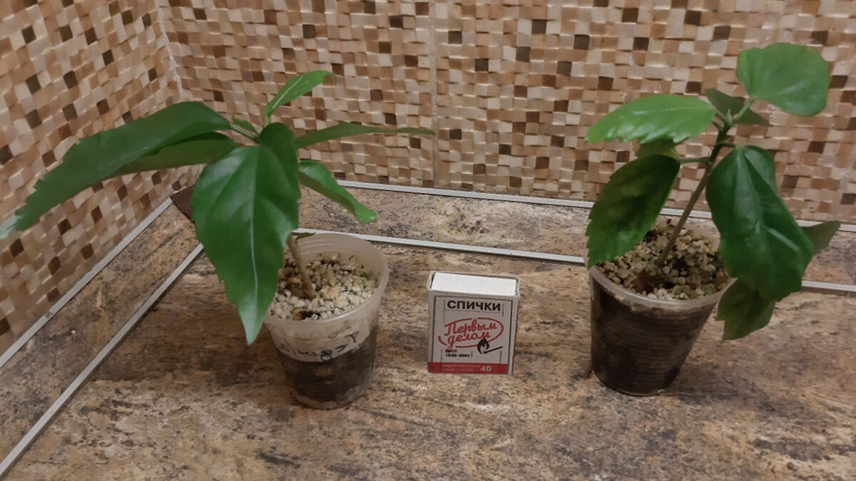 Подписывайтесь и ставьте "палец вверх"! Комментарии приветствуются!