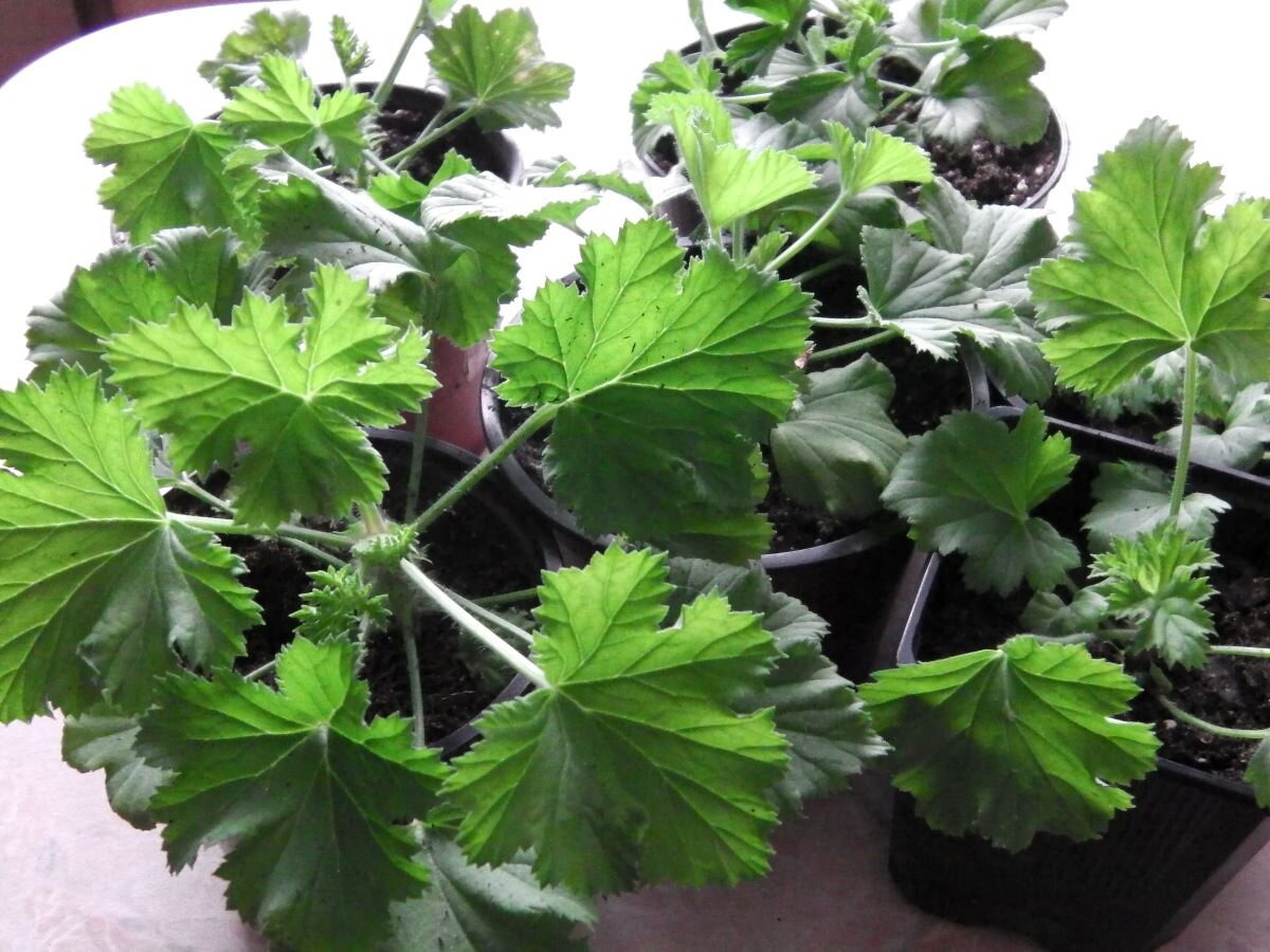 Королевская пеларгония. Черенки. Фото автора