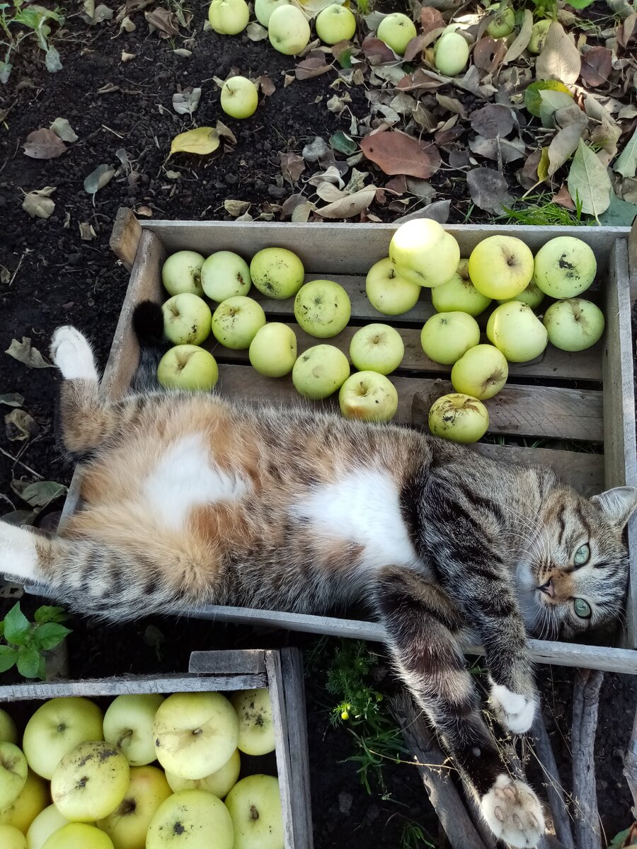 Хватит работать, пора наслаждаться уходящим летом! Как Федя)