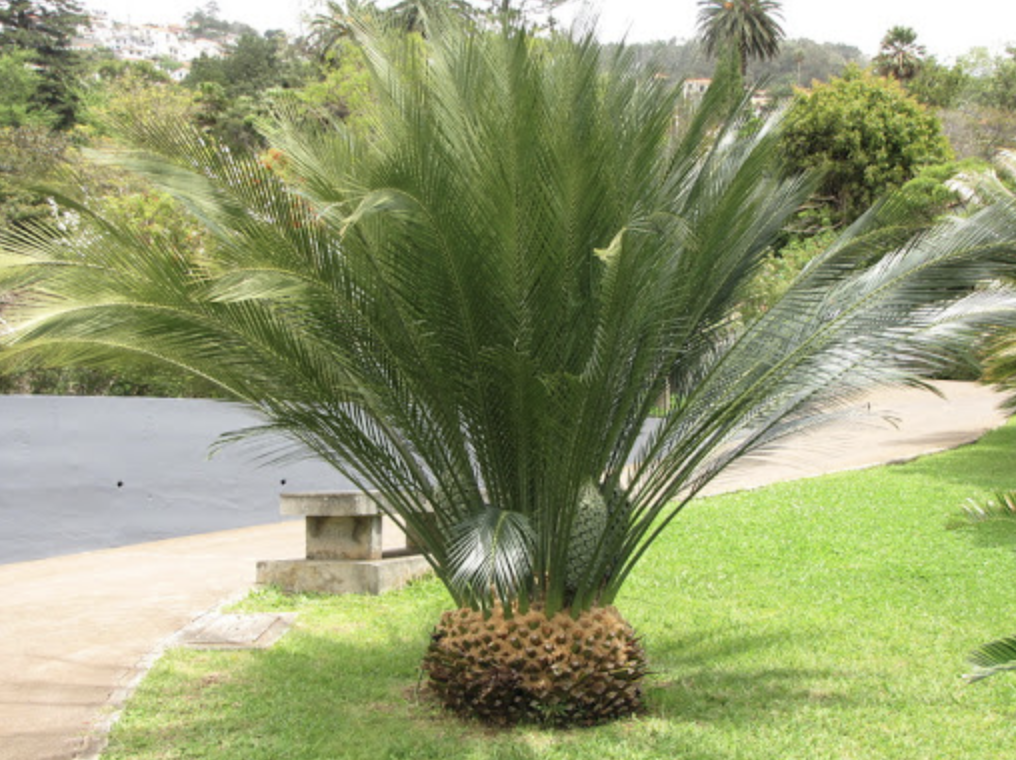 Пальмовая 5 букв. Пальма Цикас. Саговник Армстронга (Cycas armstrongii). Пальма саговник. Саговниковые (Cycadopsida).