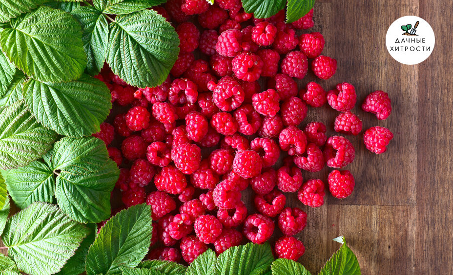 Для отличного урожая нужно заботиться о кустах